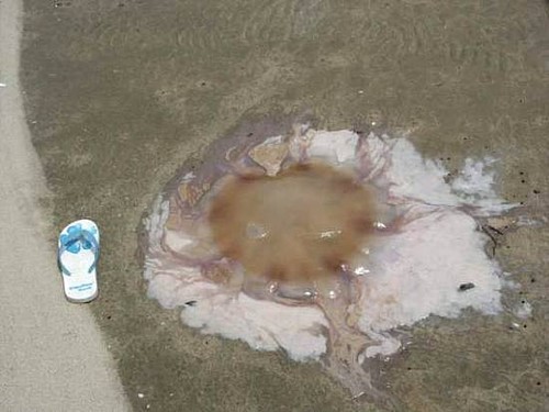 Iceni Giant jellyfish © Nan Bailey